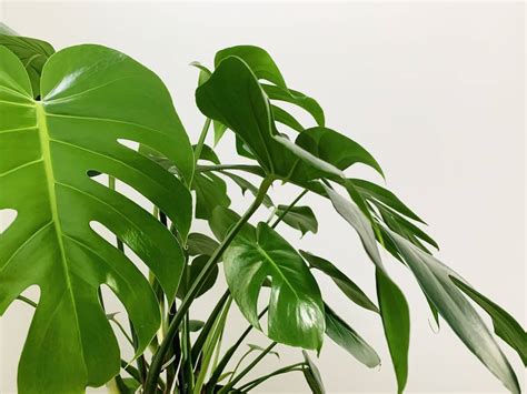 龜背芋 室內|龜背芋怎麼養？基礎照顧方法和特色